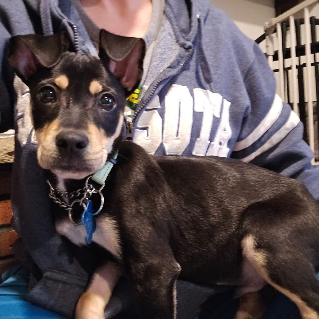 Enlarge Confetti, a Adoptable mixed breed in St. Charles, IL image 2/6