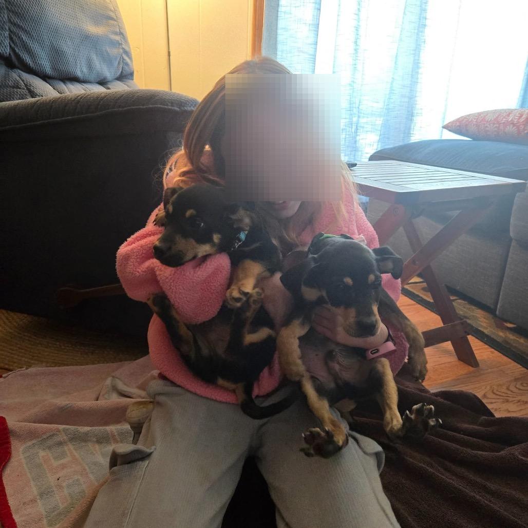 Enlarge Confetti, a Adoptable mixed breed in St. Charles, IL image 3/6