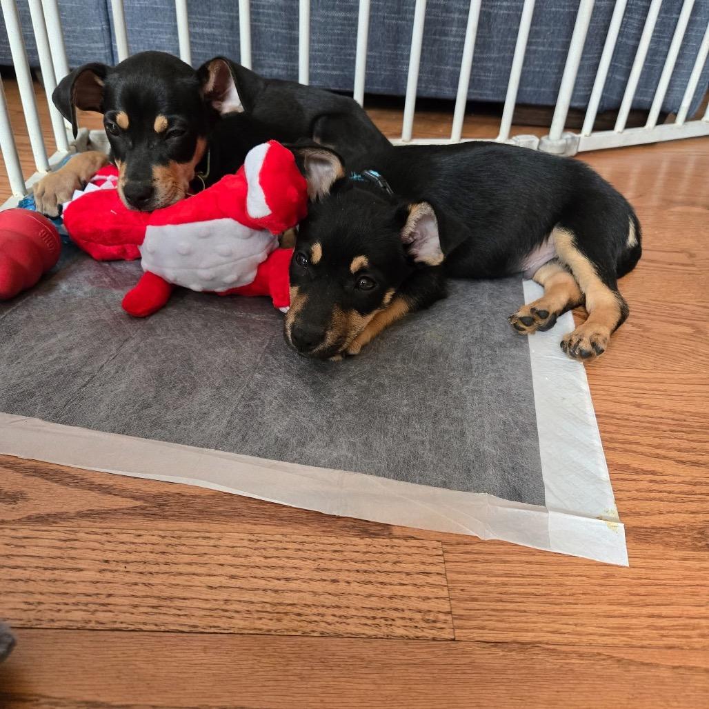 Enlarge Confetti, a Adoptable mixed breed in St. Charles, IL image 4/6