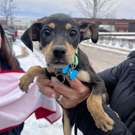 Enlarge Confetti, a Adoptable mixed breed in St. Charles, IL image 5/6