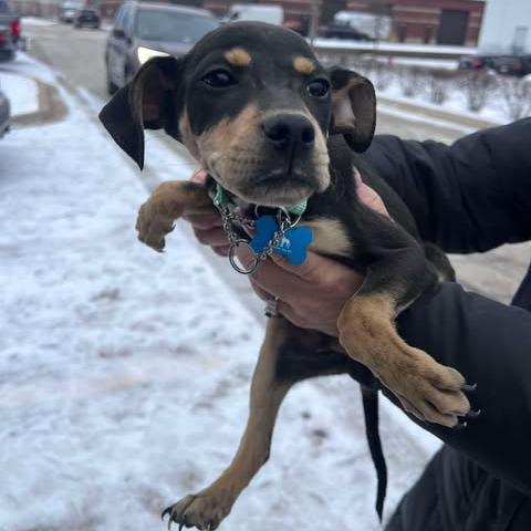 Enlarge Confetti, a Adoptable mixed breed in St. Charles, IL image 6/6