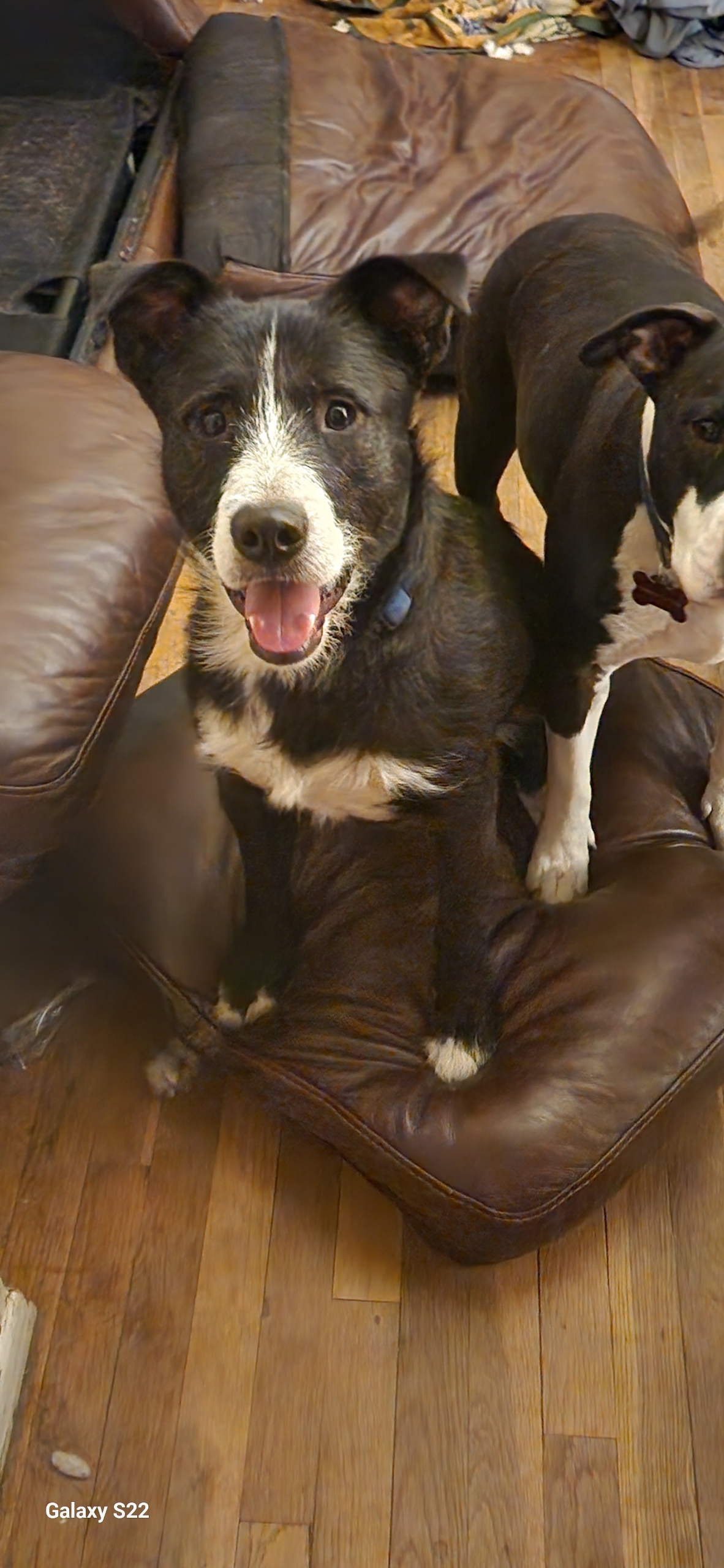 Socks, a Adopted mixed breed in Allen Park, MI image 1/5