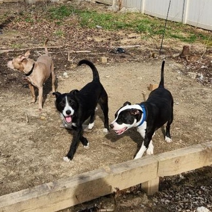 Socks, a Adopted mixed breed in Allen Park, MI image 2/5