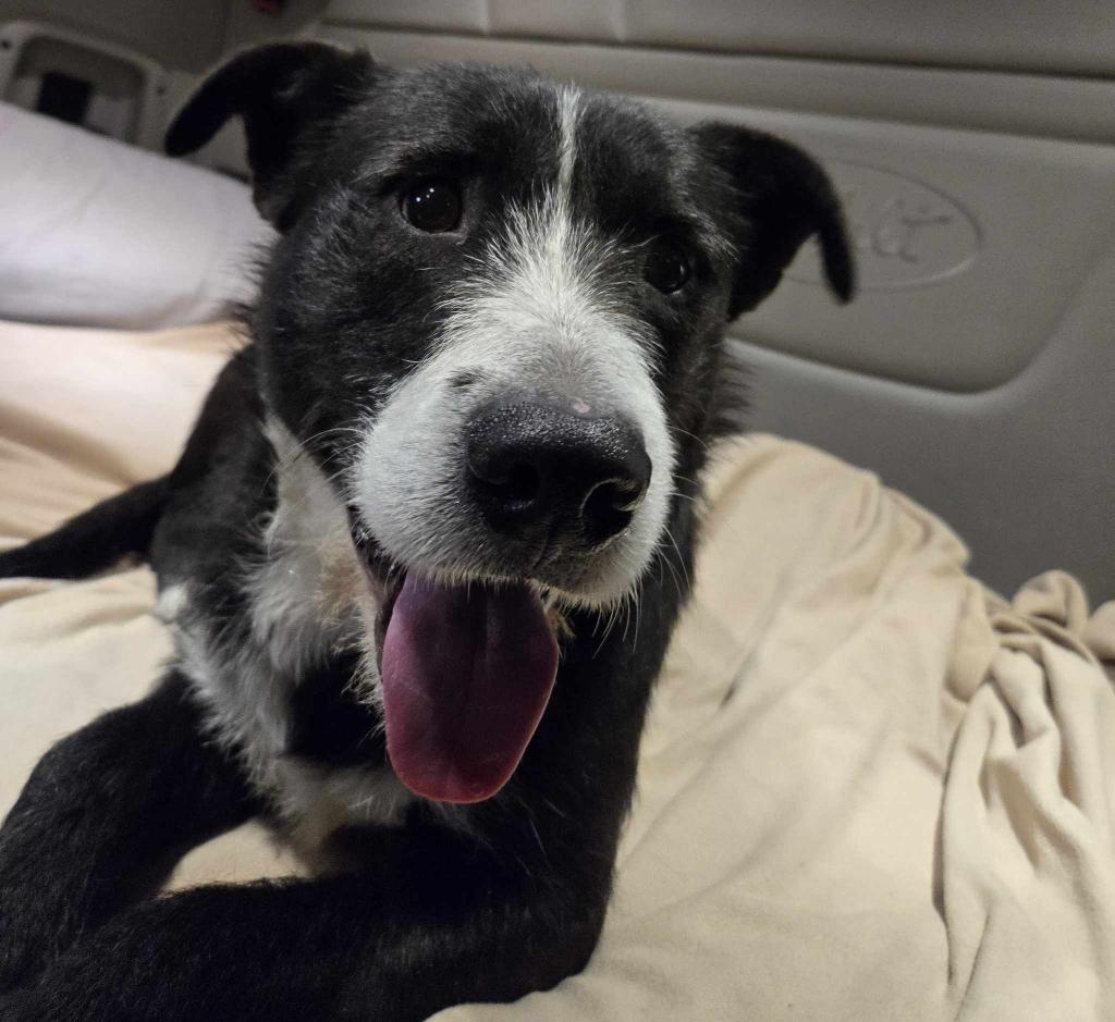 Socks, a Adopted mixed breed in Allen Park, MI image 3/5