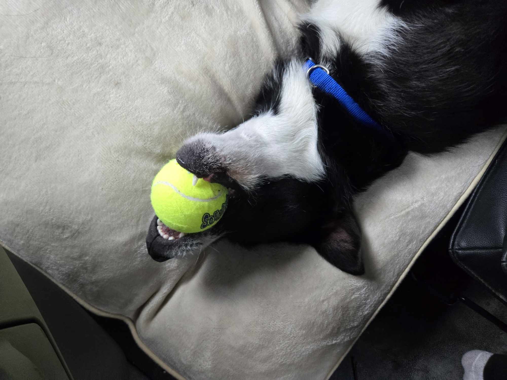 Socks, a Adopted mixed breed in Allen Park, MI image 4/5