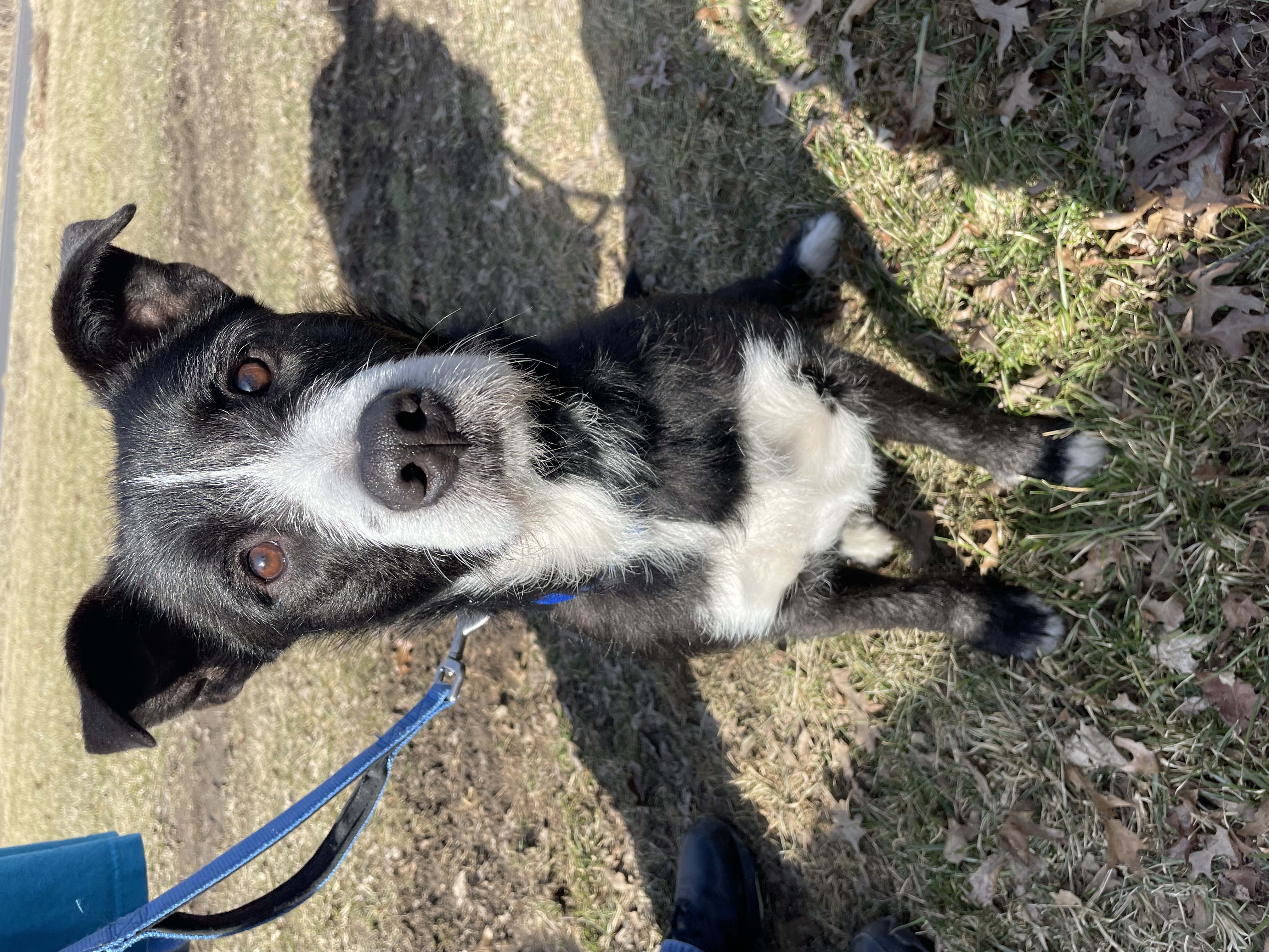 Socks, a Adopted mixed breed in Allen Park, MI image 5/5