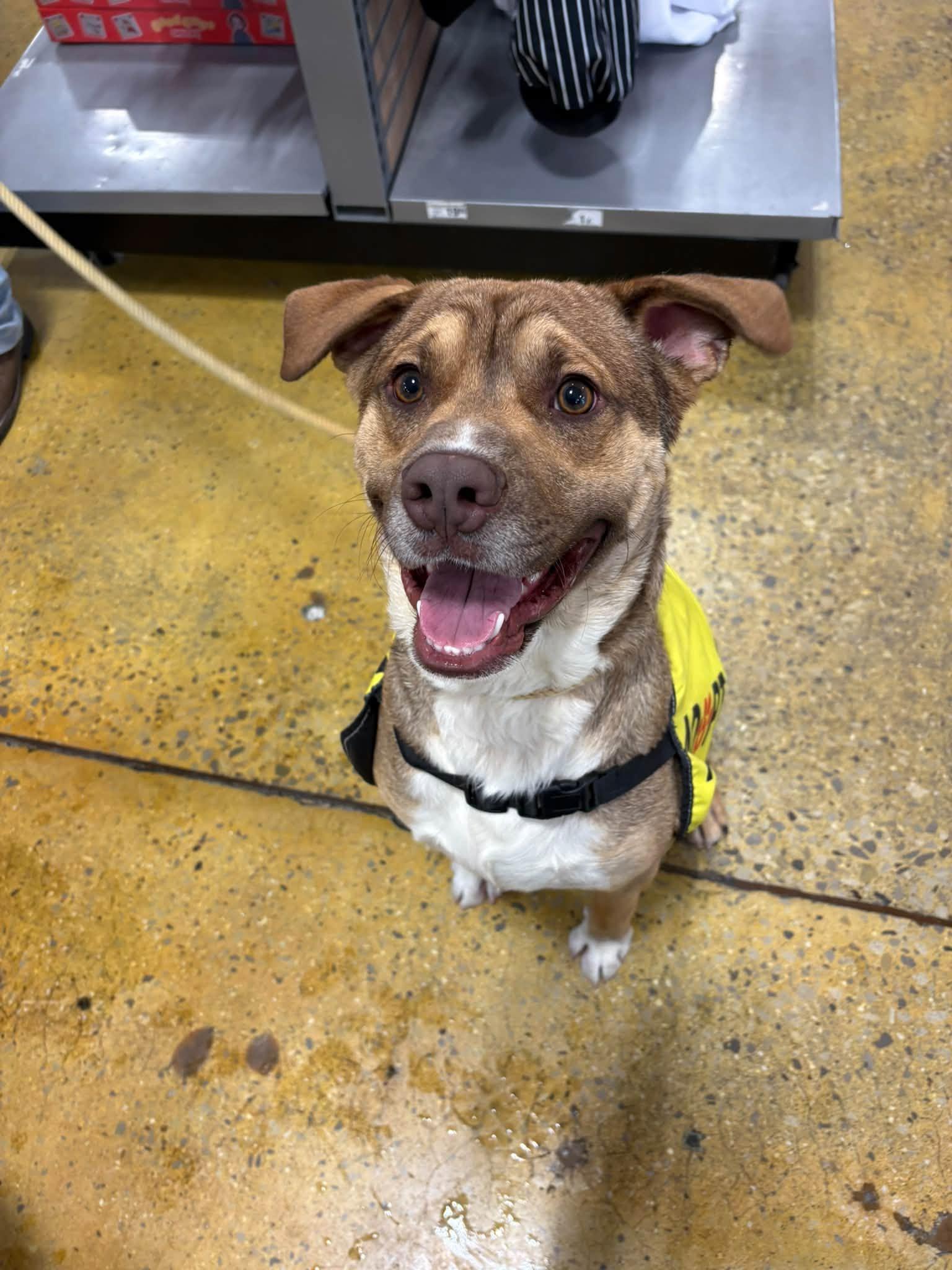 Omar, Adoptable, Adult Male Mixed Breed.