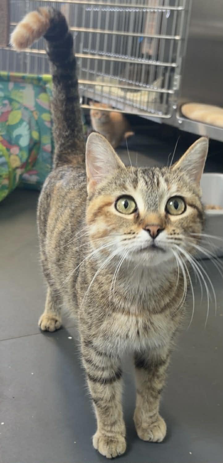 Scarlet, ADOPTABLE, Adult Female Domestic Short Hair.