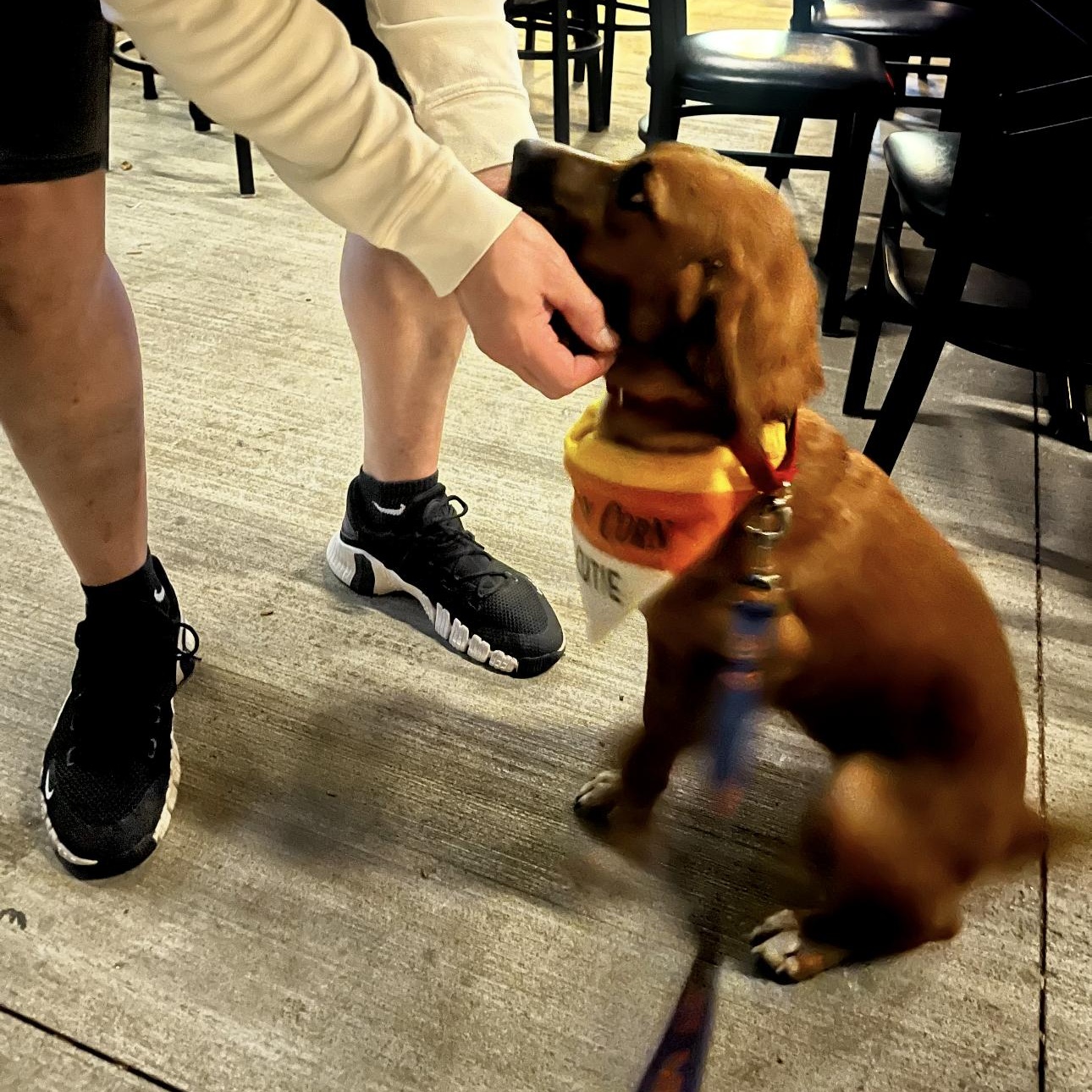 1691 Ruby, Adoptable, Young Female Hound.