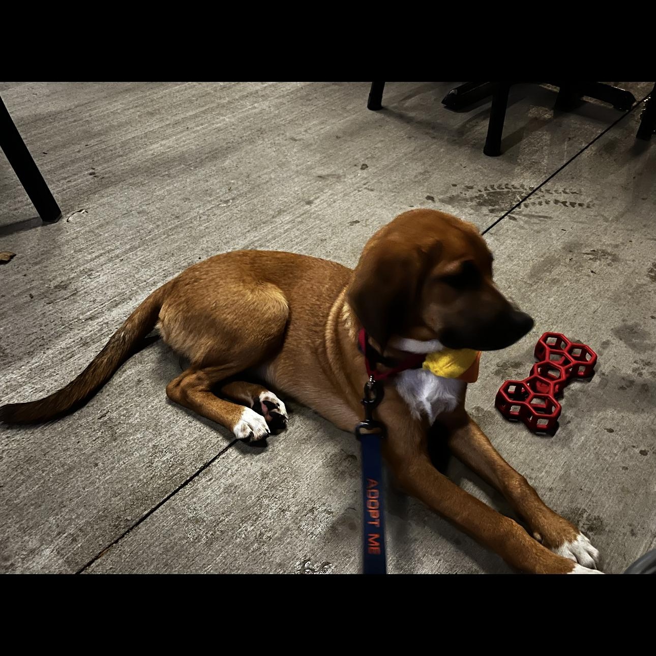 Enlarge 1691 Ruby, a Adoptable Hound in Springfield, MO image 2/6