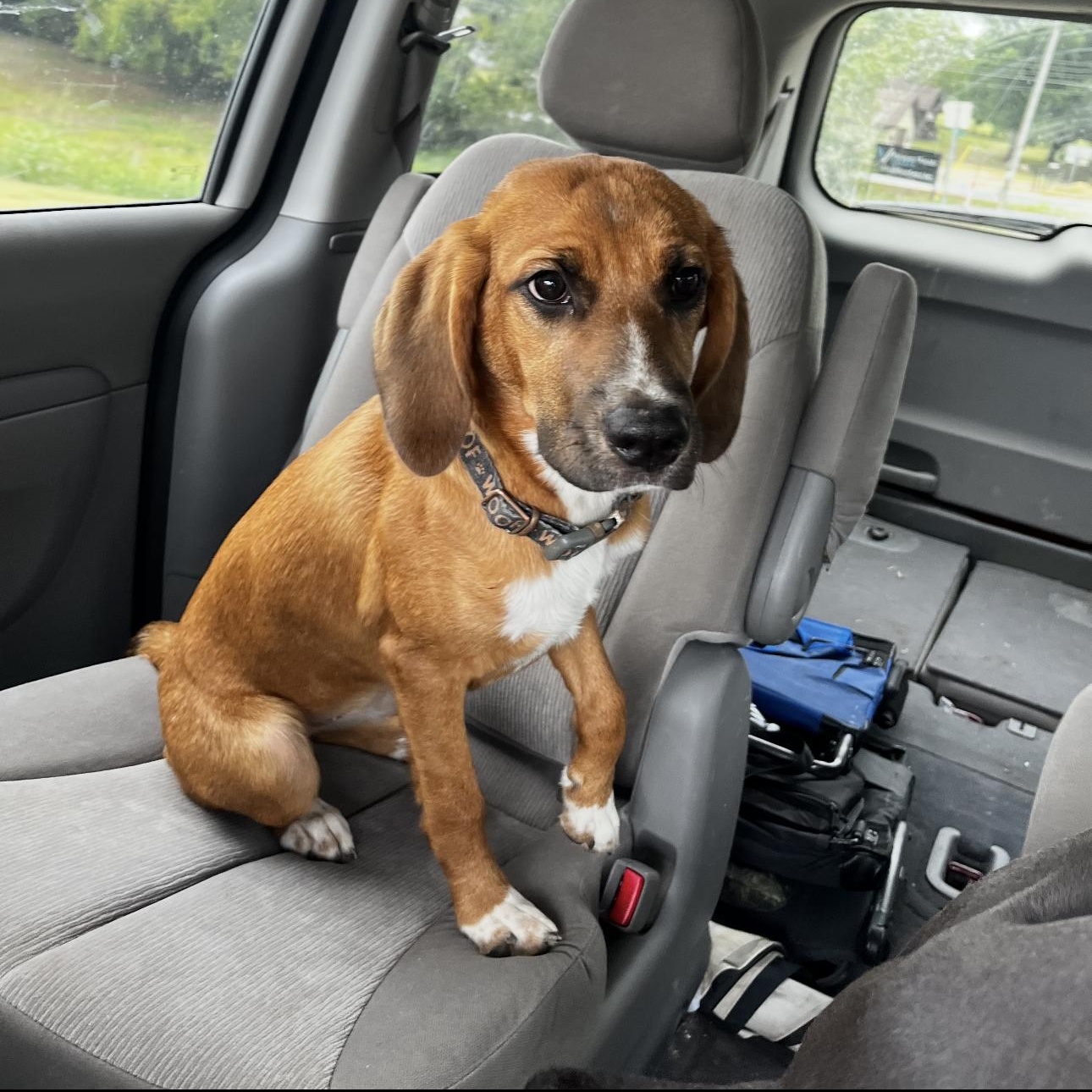 Enlarge 1691 Ruby, a Adoptable Hound in Springfield, MO image 3/6