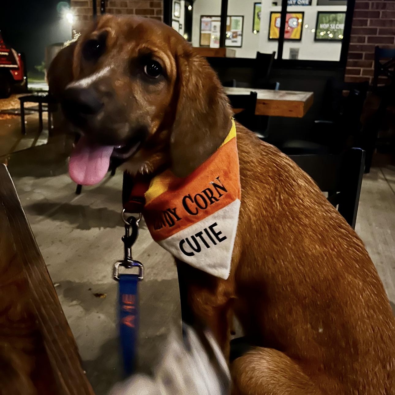 Enlarge 1691 Ruby, a Adoptable Hound in Springfield, MO image 4/6