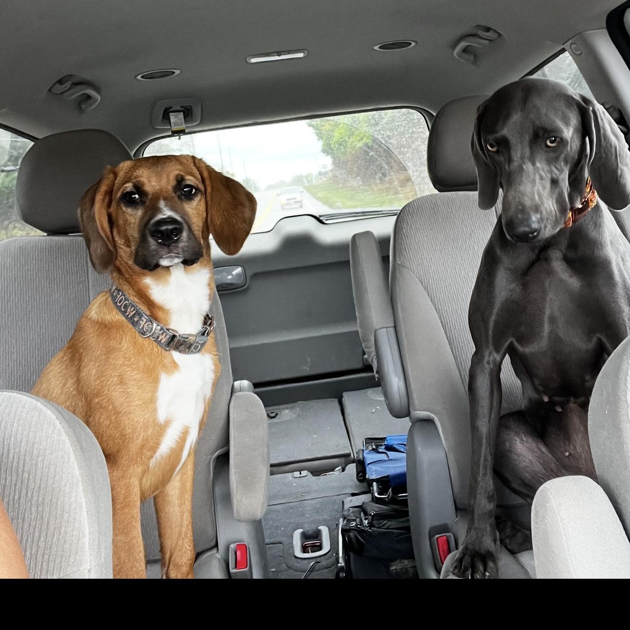 Enlarge 1691 Ruby, a Adoptable Hound in Springfield, MO image 5/6