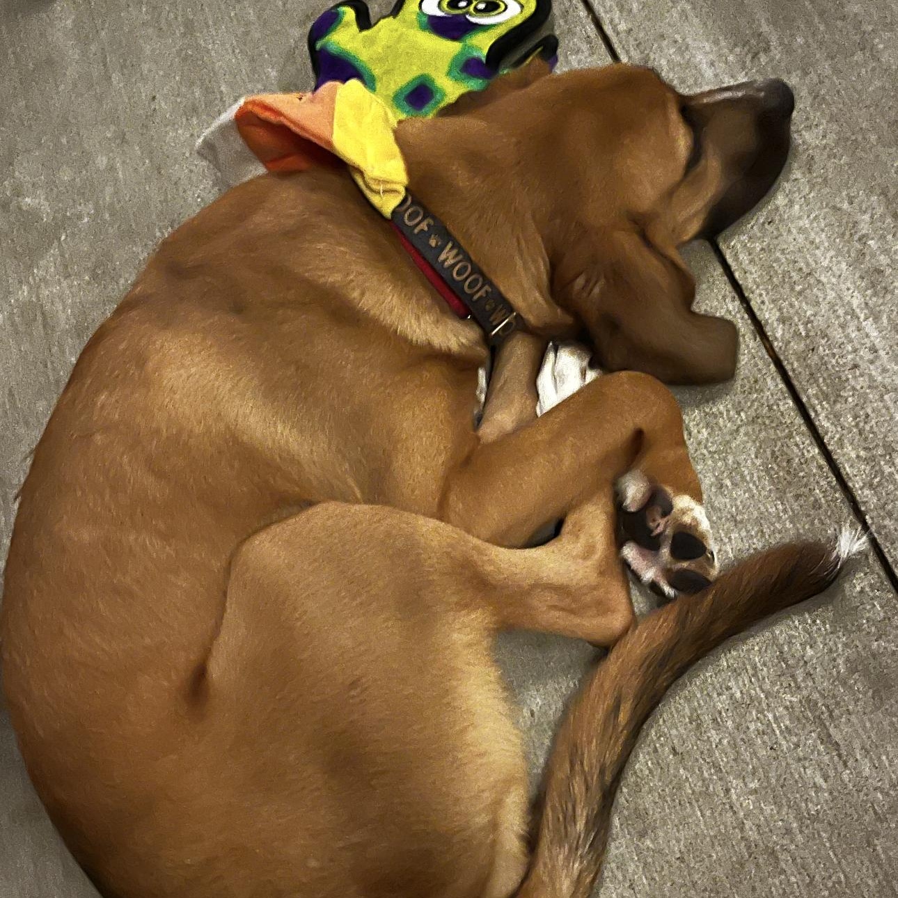 Enlarge 1691 Ruby, a Adoptable Hound in Springfield, MO image 6/6