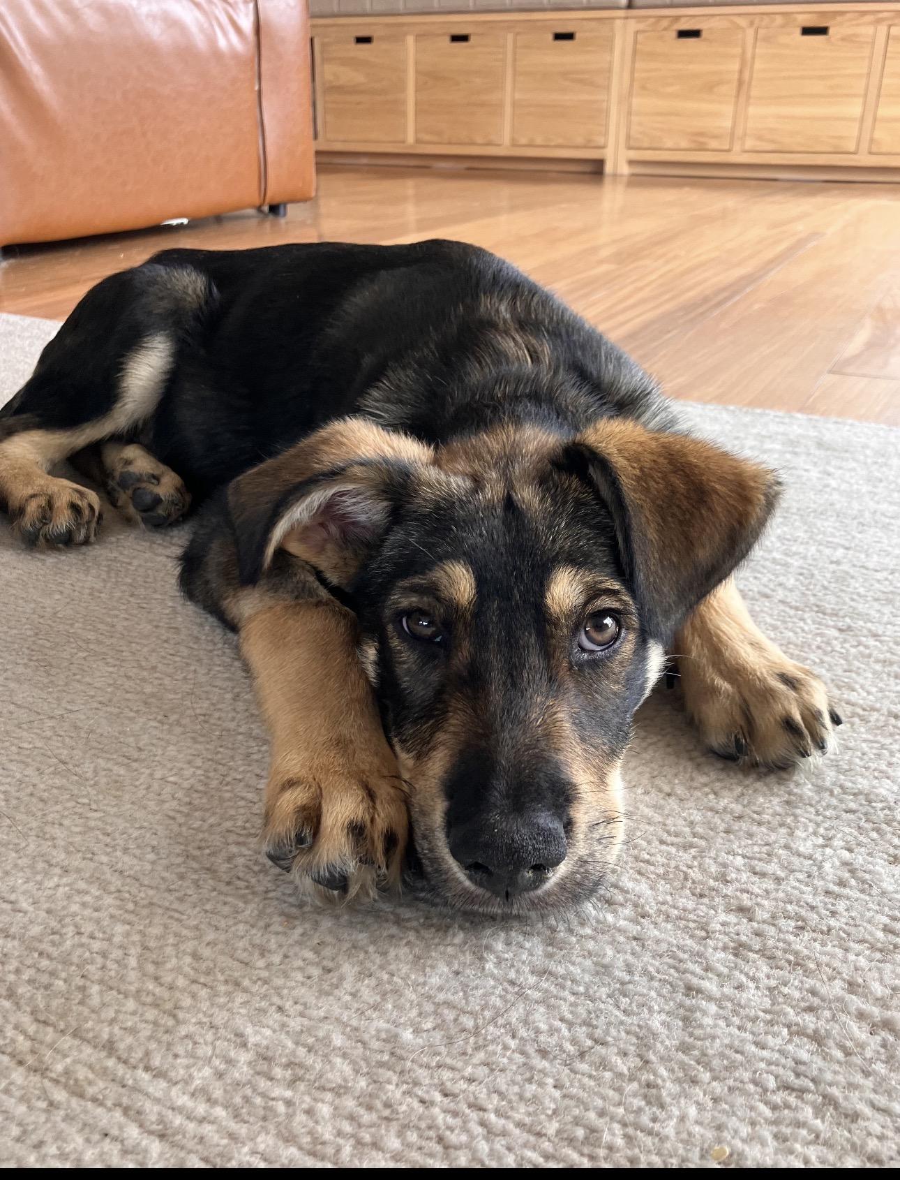 Enlarge Billie, a Adoptable mixed breed in Tarzana, CA image 2/6