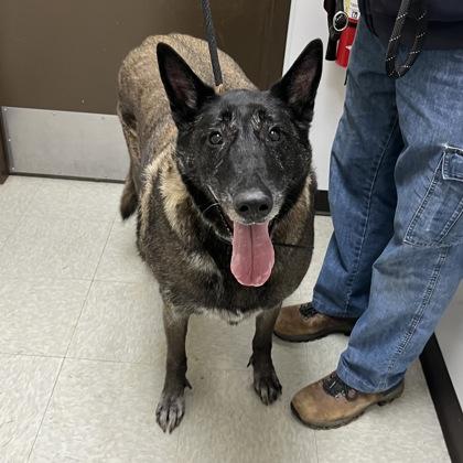 Layla, ADOPTABLE, Senior Female Mixed Breed.