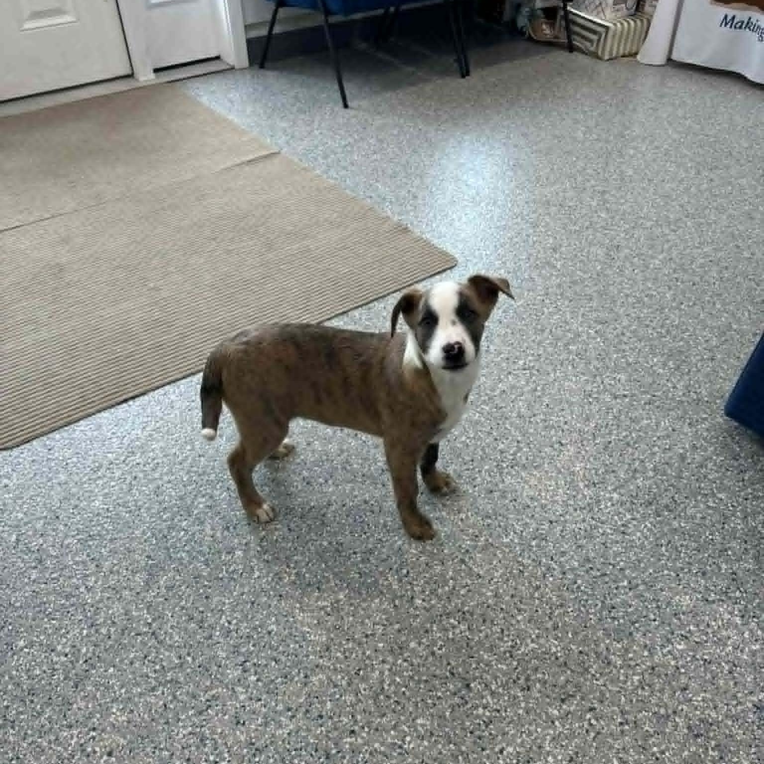 Enlarge Tulip, an adoptable mixed breed in Danbury, CT image 2/4