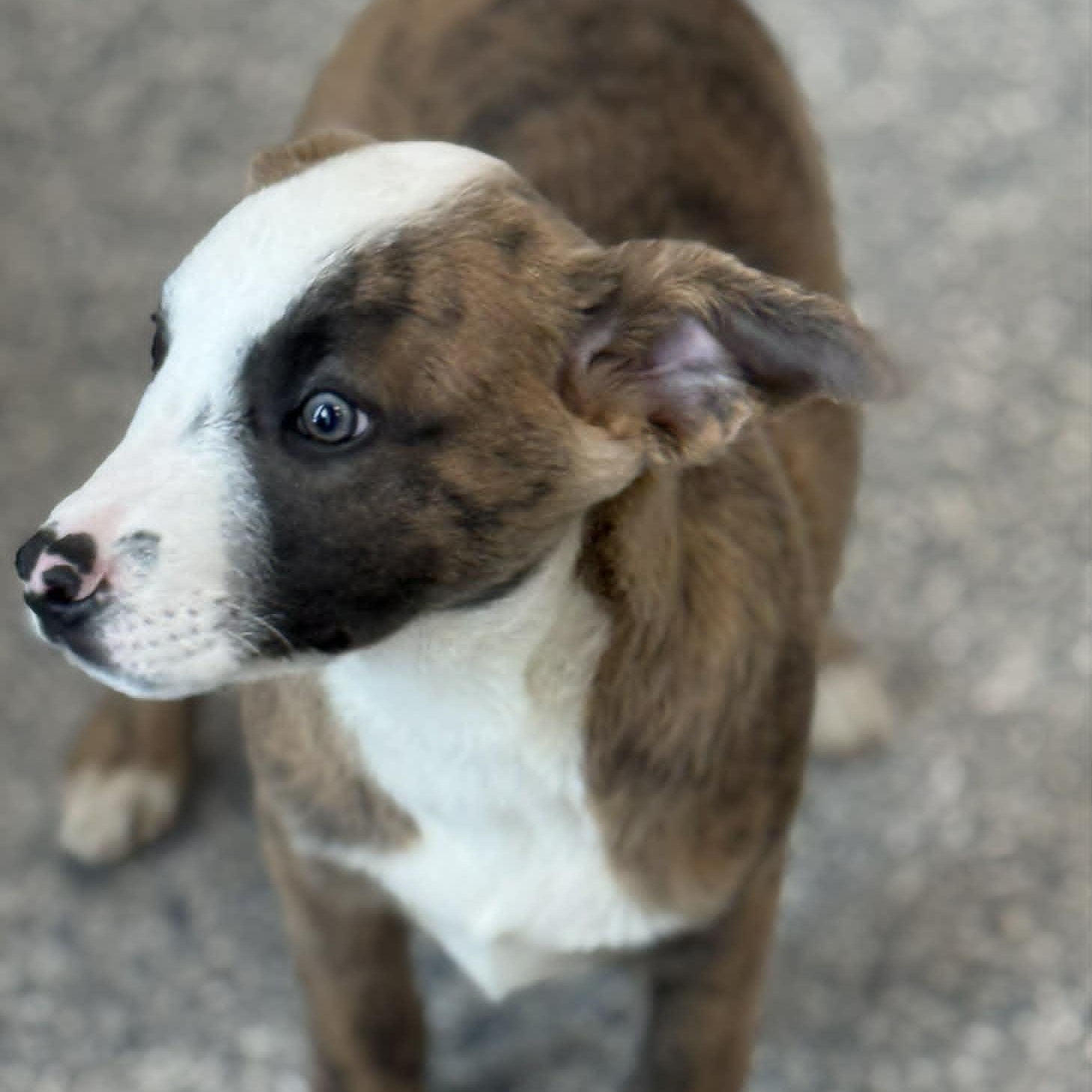 Enlarge Tulip, an adoptable mixed breed in Danbury, CT image 4/4