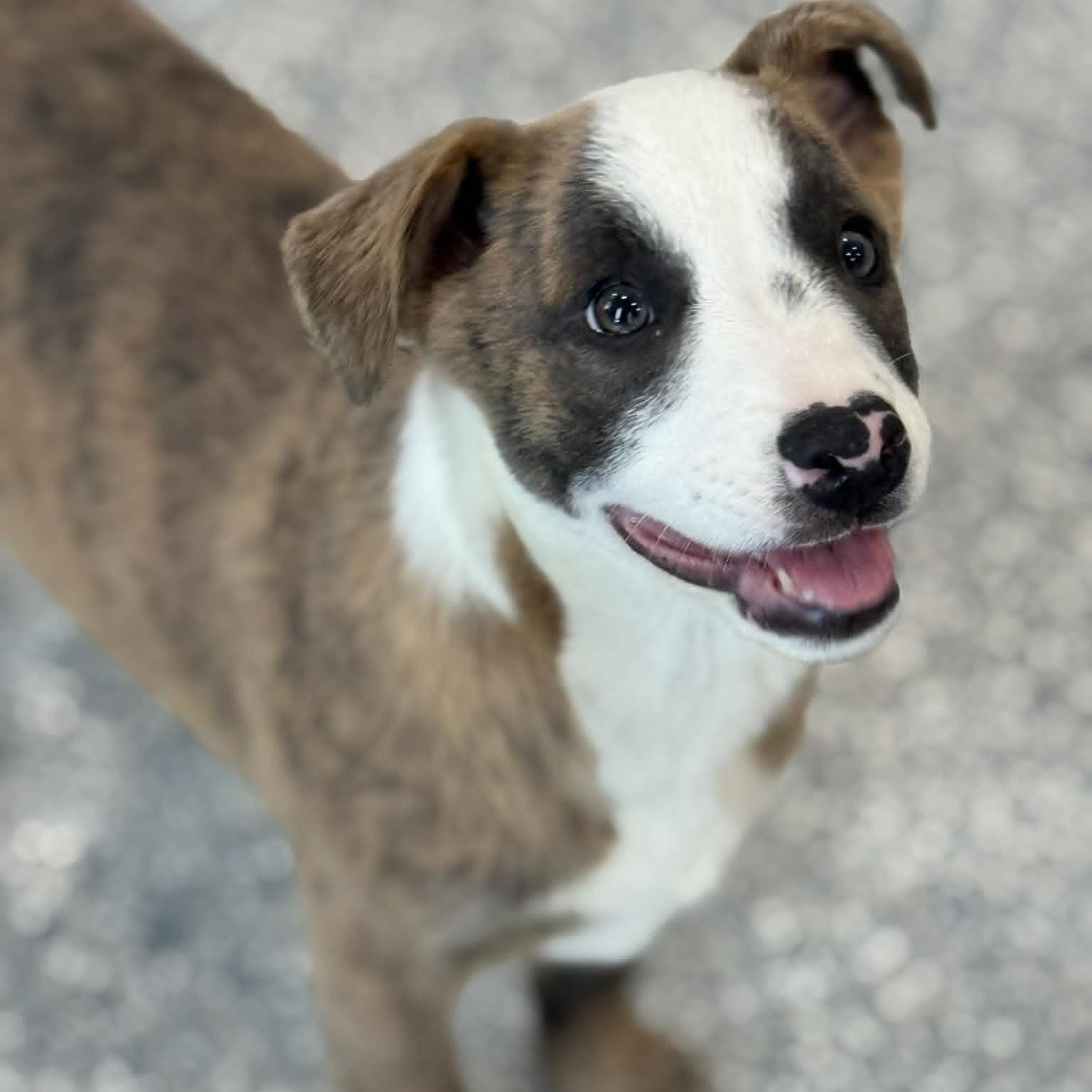 Tulip, adoptable, Puppy Female Border Collie.