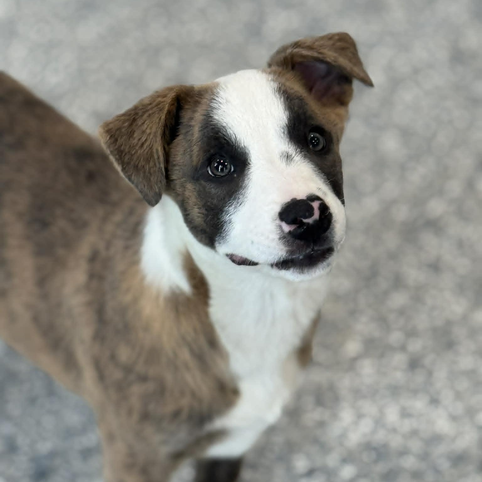 Enlarge Tulip, an adoptable mixed breed in Danbury, CT image 3/4
