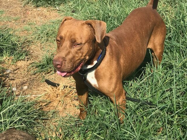 Little Red, a Adoptable mixed breed in Austin, TX image 1/2