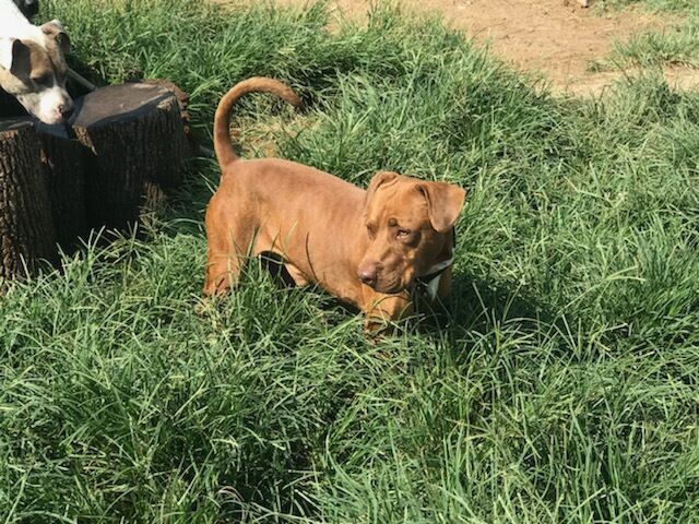 Little Red, a Adoptable mixed breed in Austin, TX image 2/2