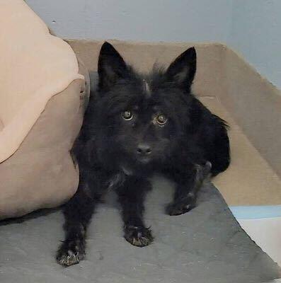Pepe, Adoptable, Young Male Cairn Terrier.