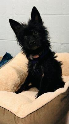 Enlarge Pepe, a Adoptable mixed breed in Silver Spring, MD image 2/6