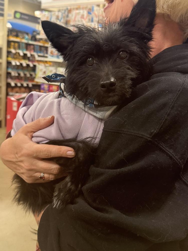 Enlarge Pepe, a Adoptable mixed breed in Silver Spring, MD image 3/6