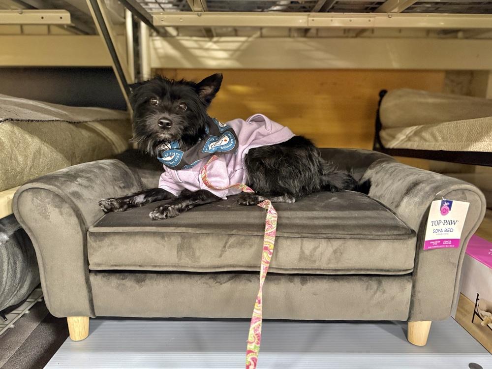 Enlarge Pepe, a Adoptable mixed breed in Silver Spring, MD image 5/6