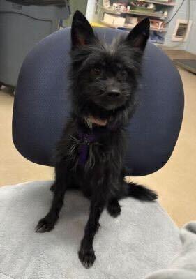 Enlarge Pepe, a Adoptable mixed breed in Silver Spring, MD image 6/6