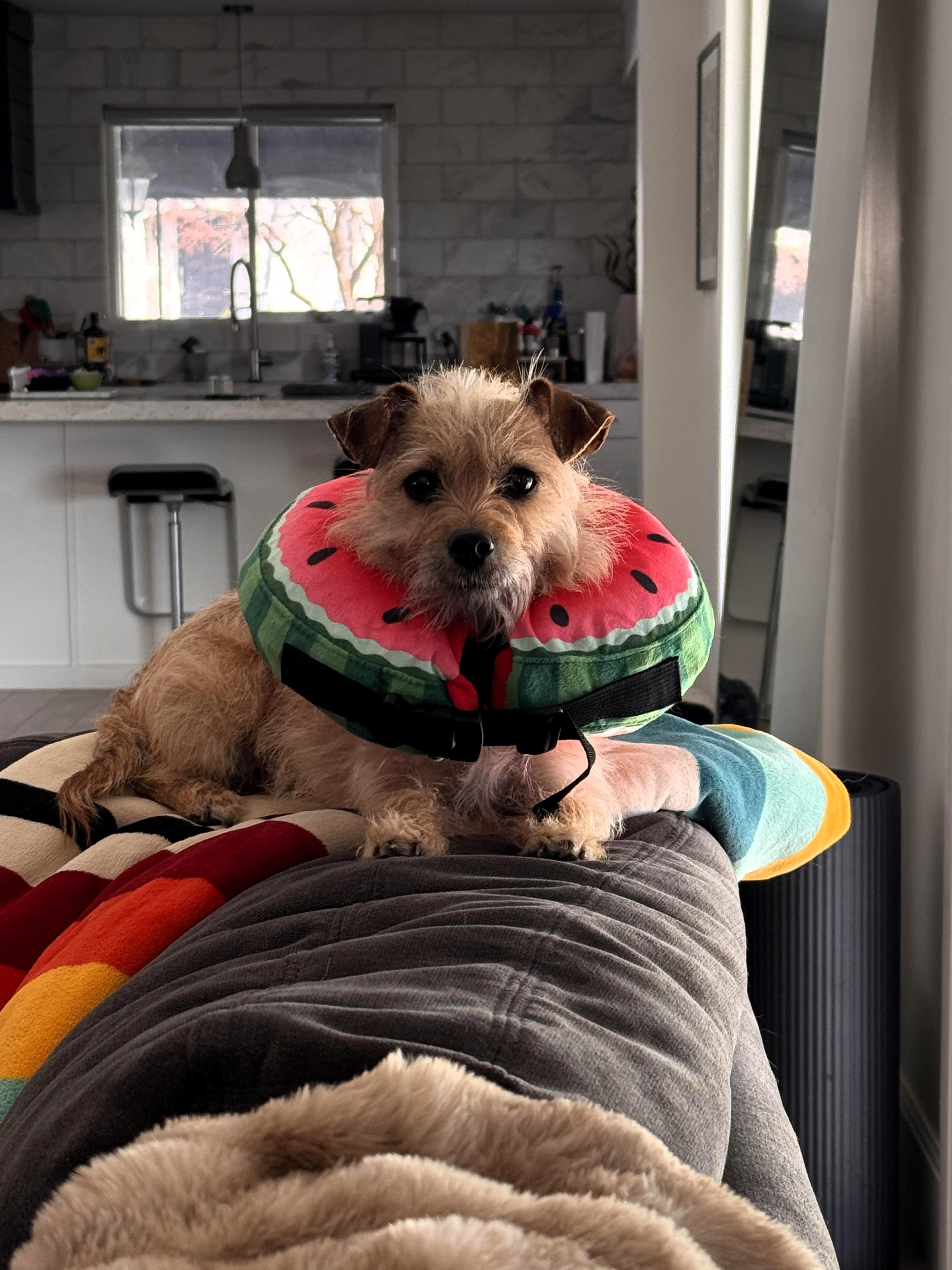 Enlarge London, an adopted Terrier in Salt Lake City, UT image 5/6