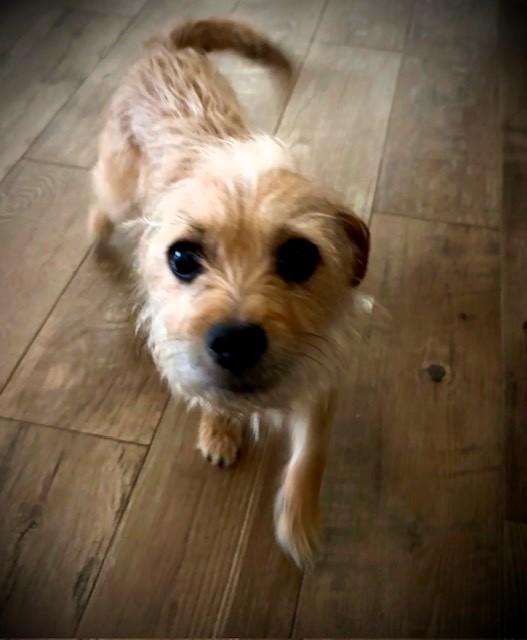 Enlarge London, an adopted Terrier in Salt Lake City, UT image 4/6