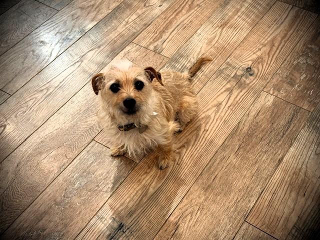 Enlarge London, an adopted Terrier in Salt Lake City, UT image 6/6