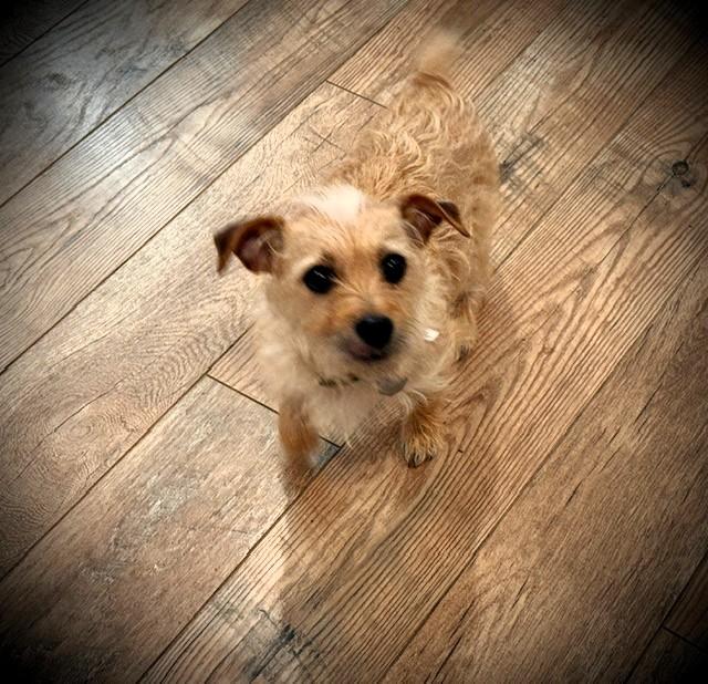 Enlarge London, an adopted Terrier in Salt Lake City, UT image 2/6