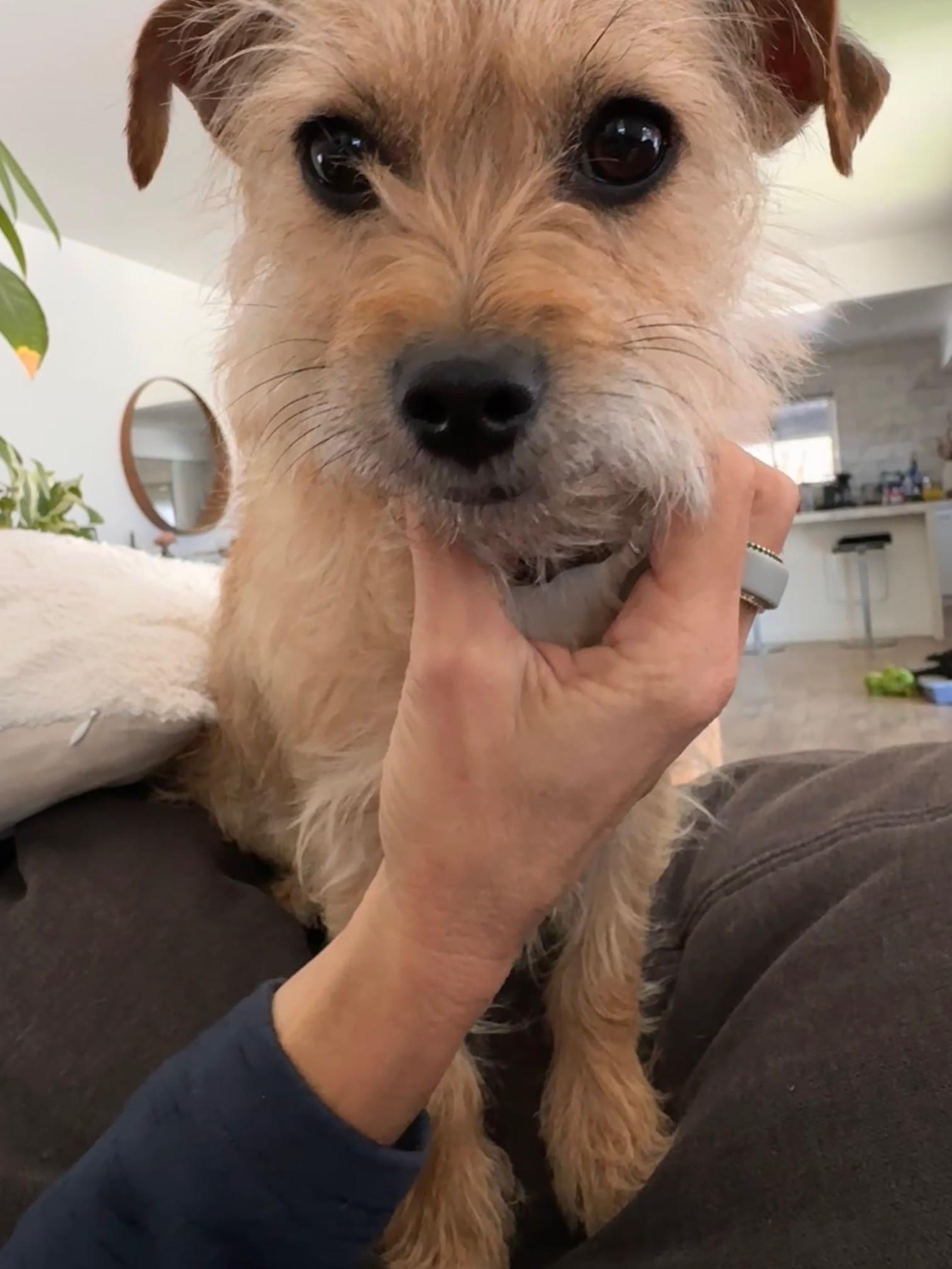 Enlarge London, an adopted Terrier in Salt Lake City, UT image 3/6