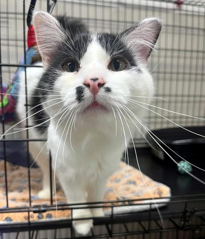 Enlarge Charlie Chaplin, a Adoptable Domestic Medium Hair in Pittsburgh, PA image 3/4