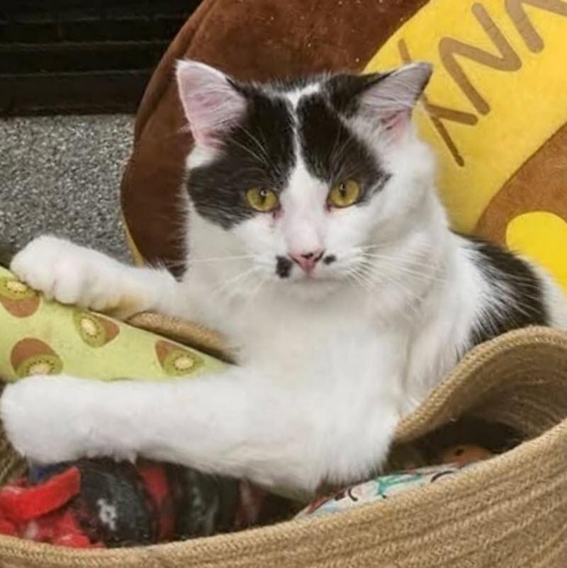 Charlie Chaplin, Adoptable, Adult Male Domestic Medium Hair.