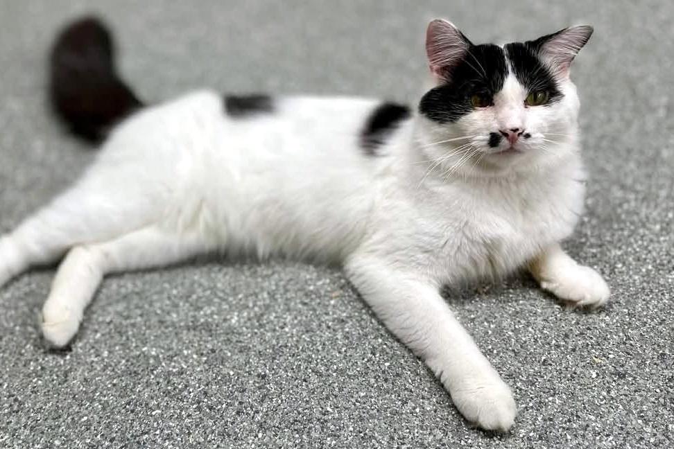 Enlarge Charlie Chaplin, a Adoptable Domestic Medium Hair in Pittsburgh, PA image 2/4
