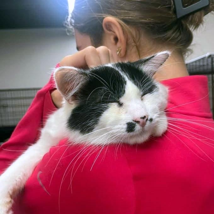 Enlarge Charlie Chaplin, a Adoptable Domestic Medium Hair in Pittsburgh, PA image 4/4