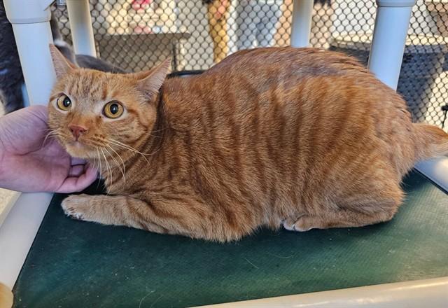 Enlarge TIGGER, a Adoptable Domestic Short Hair in Paradise, CA image 1/1