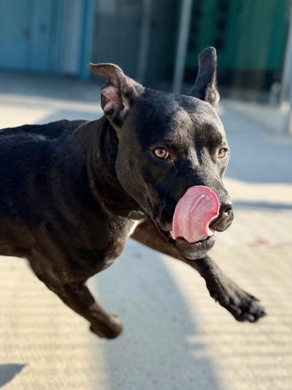 Kiko, Adoptable, Adult Female Pit Bull Terrier & Mixed Breed.