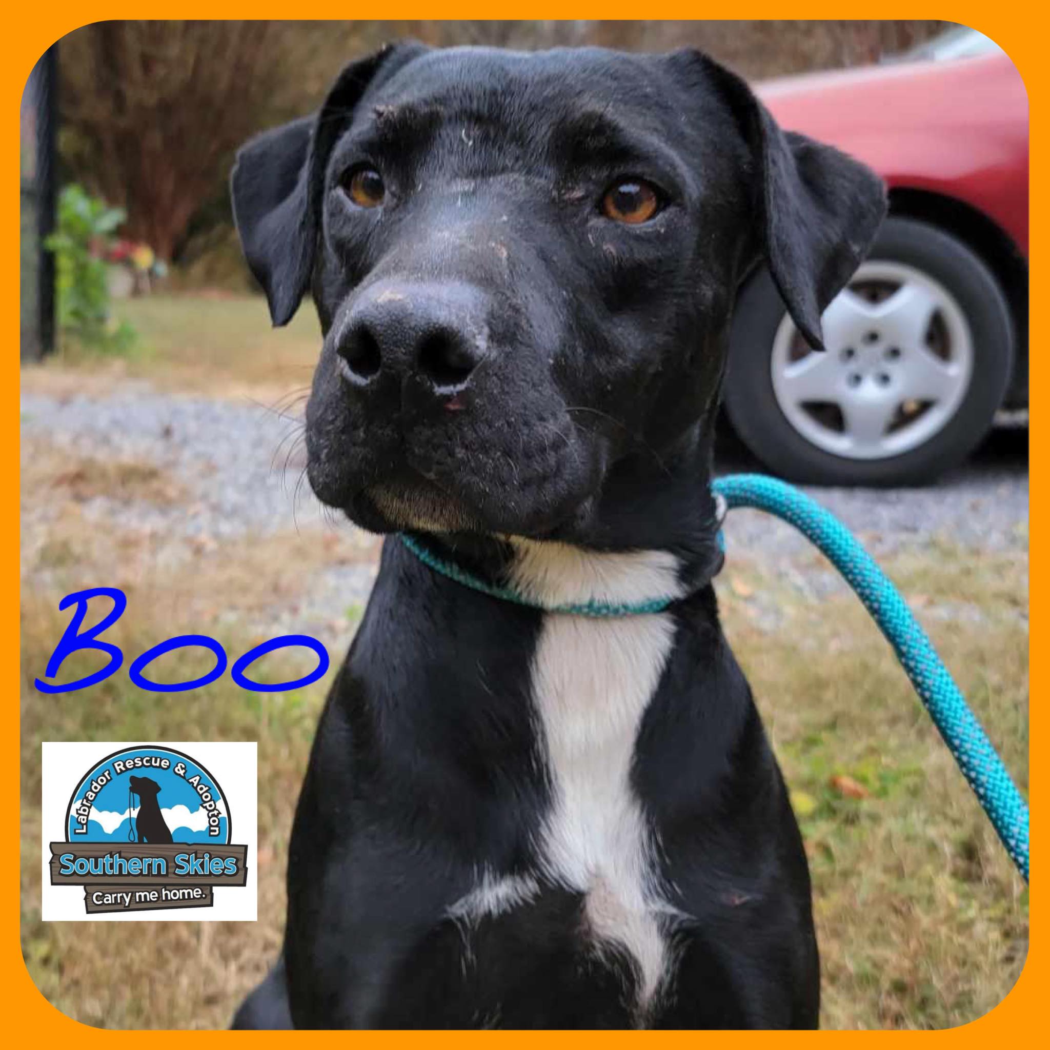 Boo photo 3