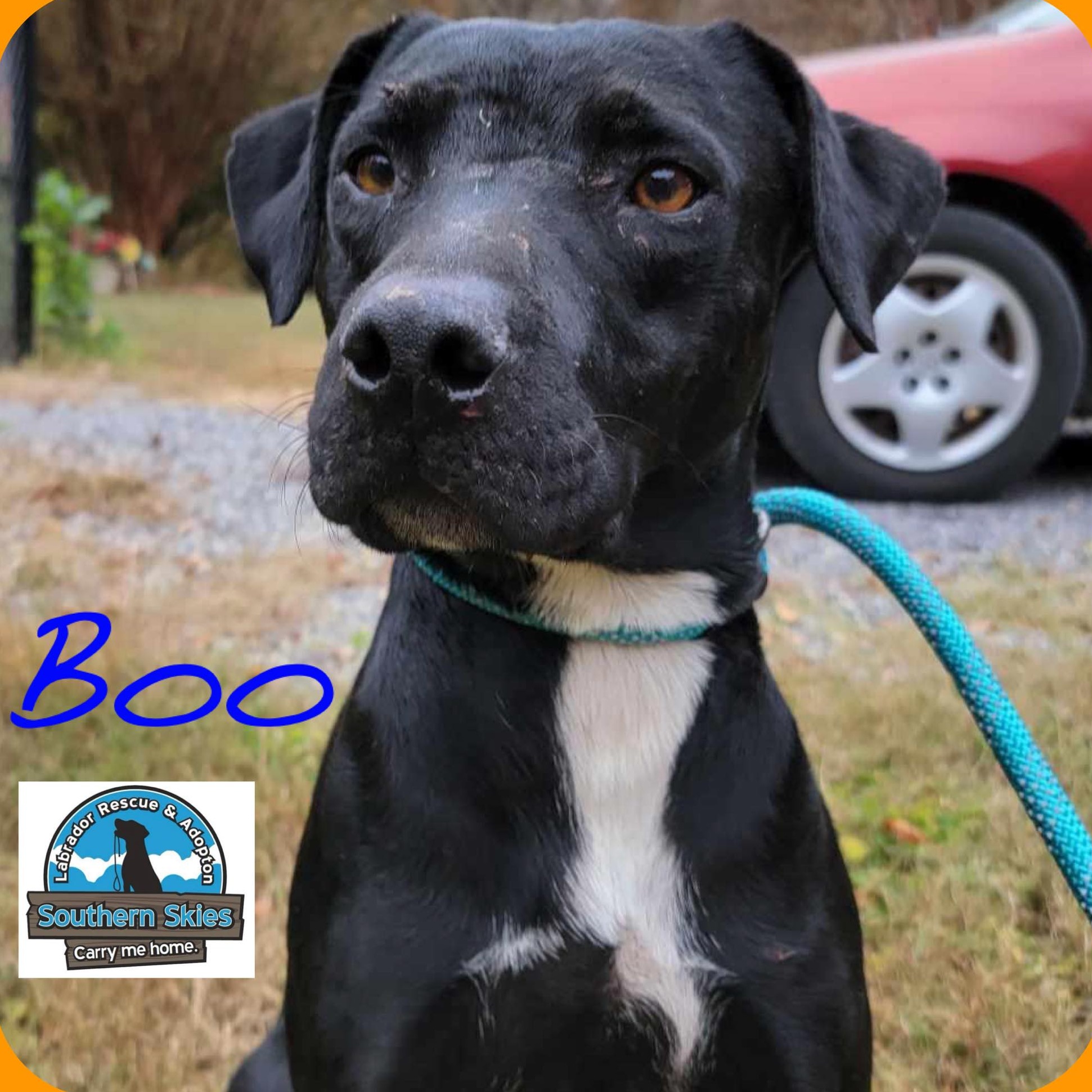 Boo, a Adoptable Labrador Retriever in Grant, AL image 1/2