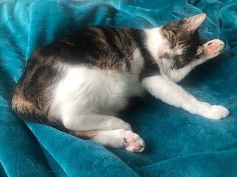 Enlarge Chloe, a Adopted Domestic Short Hair in Horsham, PA image 1/1