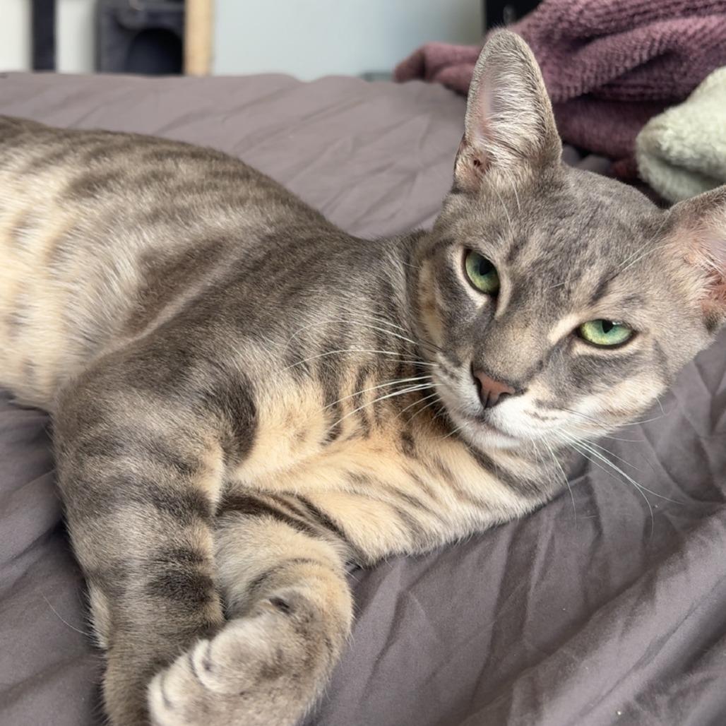 Kalzone, Adoptable, Adult Male Domestic Short Hair.