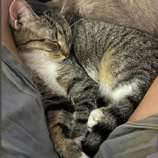 Enlarge Millie, a Adoptable Domestic Short Hair in Duette, FL image 1/5