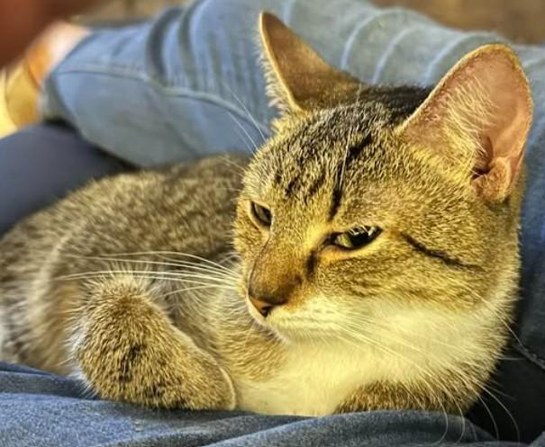 Enlarge Millie, a Adoptable Domestic Short Hair in Duette, FL image 3/4