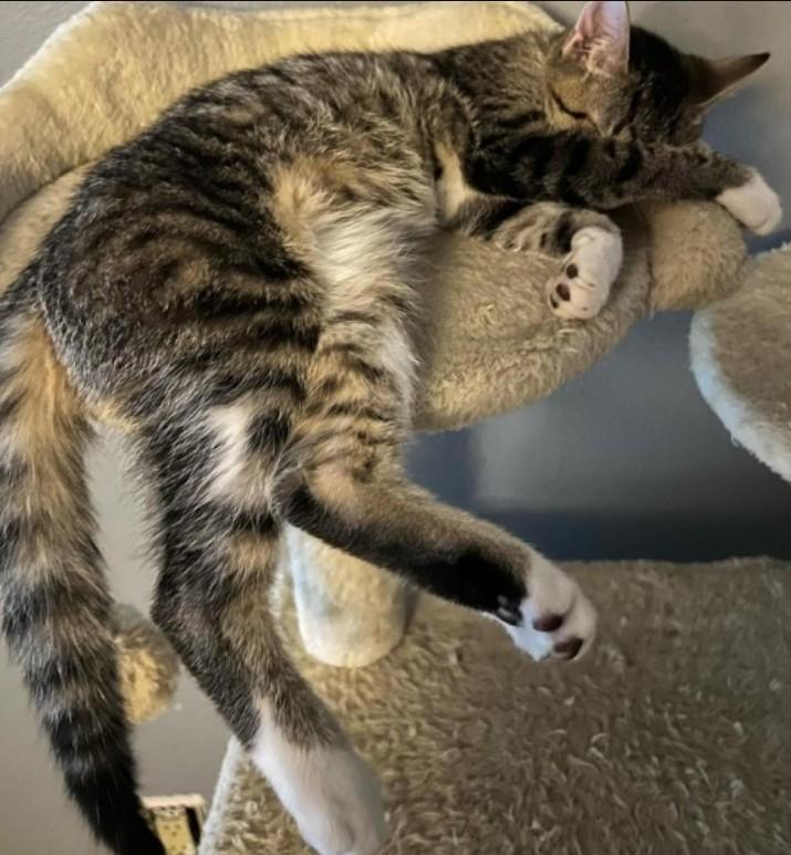 Millie, Adoptable, Young Female Domestic Short Hair.