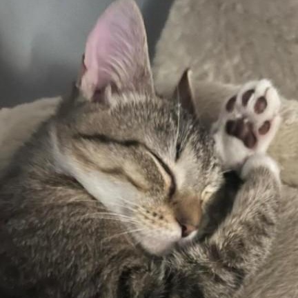 Enlarge Millie, a Adoptable Domestic Short Hair in Duette, FL image 2/4